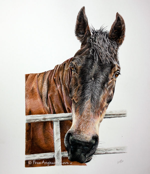 Coloured Pencil Horse Portrait of Maisy, by Angie.