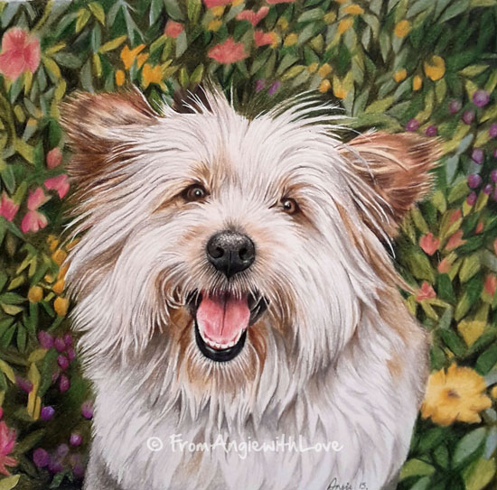 Frank – Highland Terrier Portrait in Coloured Pencil, by Angie x