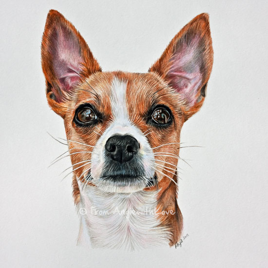 jack russell x chihuahua