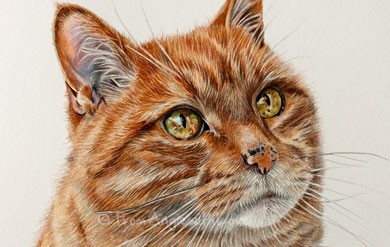 Pencil Portrait Artist Ginger Cat Pencil Portraits
