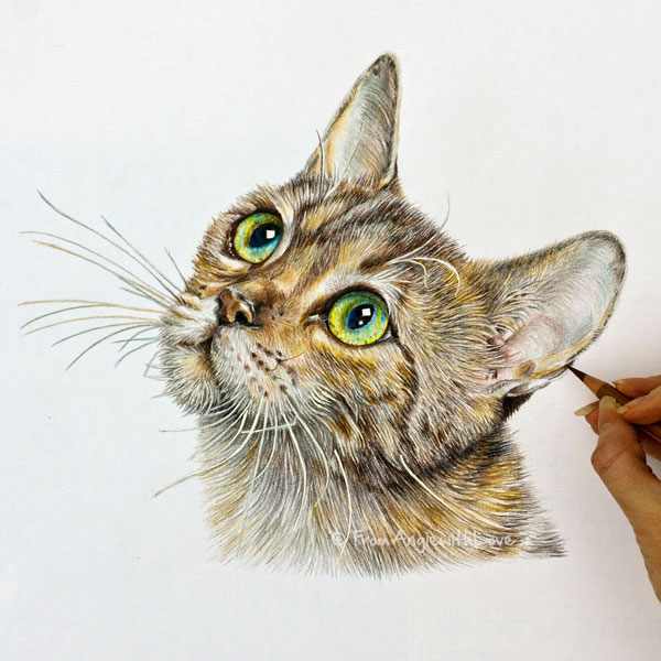 Tabby Cat - Coloured Pencil Cat Portrait by Angie x