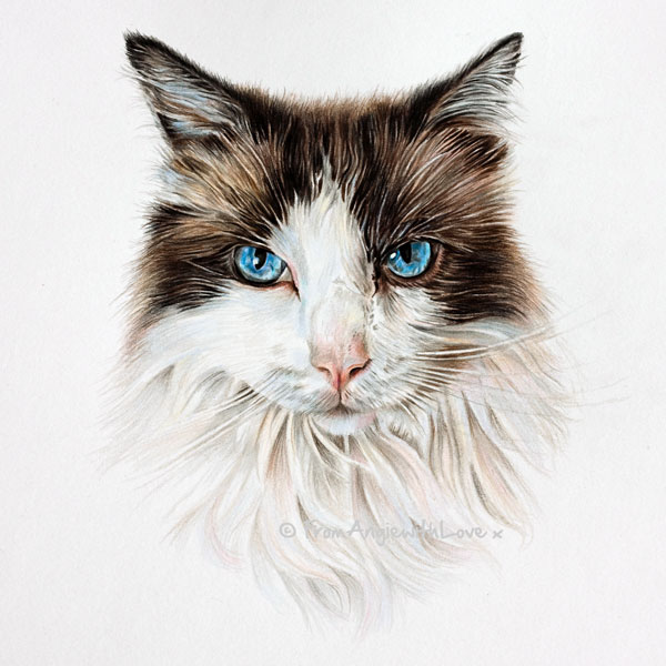 Maisie - Ragdoll cat portrait in coloured Pencil.