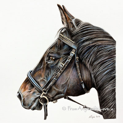 Whisper - Thoroughbred Horse Coloured Pencil Portrait by artist Angie.