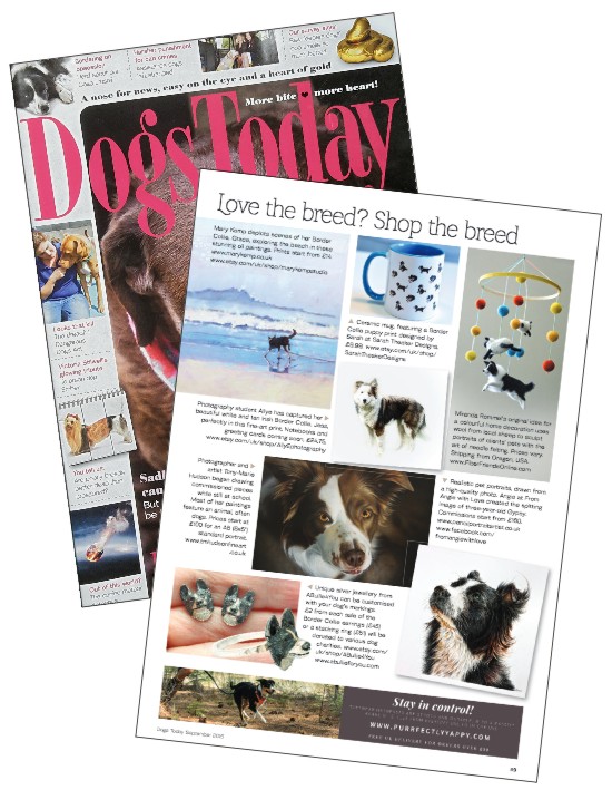 Border Collie Gypsy in Dogs Today Magazine