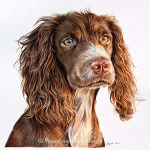 Tilly - Working Cocker Spaniel portrait. Coloured pencil artist Angie x