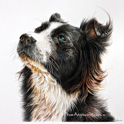 Gypsy - coloured pencil Border Collie portrait by Angie x
