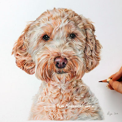 Missy - Coloured Pencil Cockapoo Portrait by Angie x