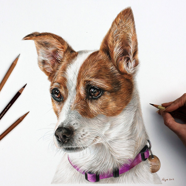 Meggy - Jack Russell Terrier Coloured Pencil Portrait by Angie.