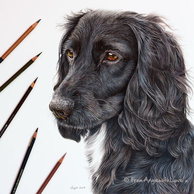 coloured pencil dog portraits