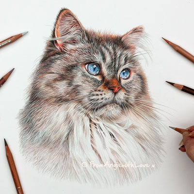 Loki - Ragdoll cat portrait. coloured pencil portrait by Angie x