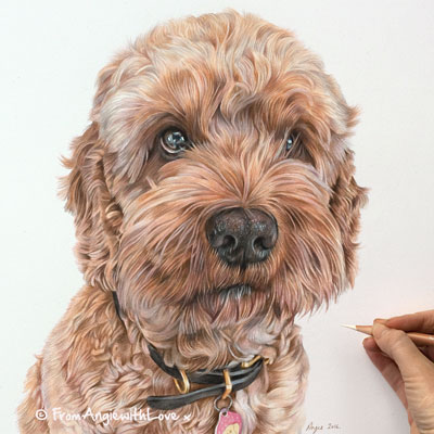 copper cockapoo
