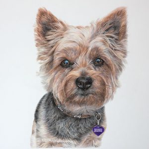 Benji - Coloured Pencil Yorkshire Terrier Portrait by Angie