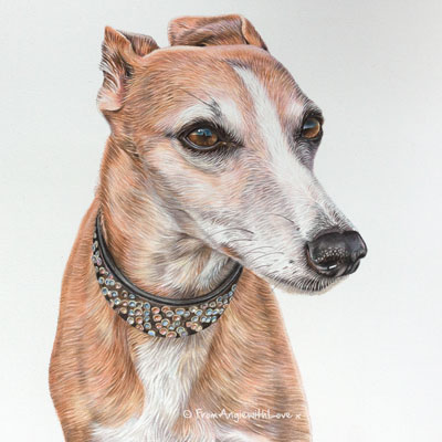 Hilda - Coloured Pencil Whippet Portrait by Pet Portrait Artist Angie