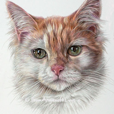 Izzie - Coloured Pencil Cat Portrait by Angie x