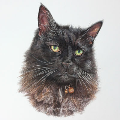Willow - Coloured Pencil Cat Portrait by Angie