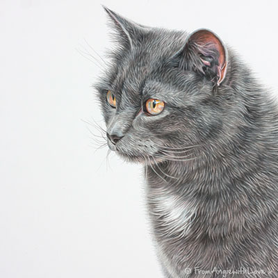 Peanut - Coloured Pencil Cat Portrait by Pet Portrait and Wildlife Artist Angie