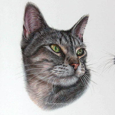 Yeva - Tabby Cat Portrait in Pastel by Pet & Wildlife Artist Angie