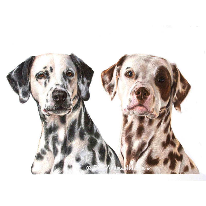 Jente & Simen - Coloured Pencil Dalmation Portrait by Pet & Wildlife Artist Angie.