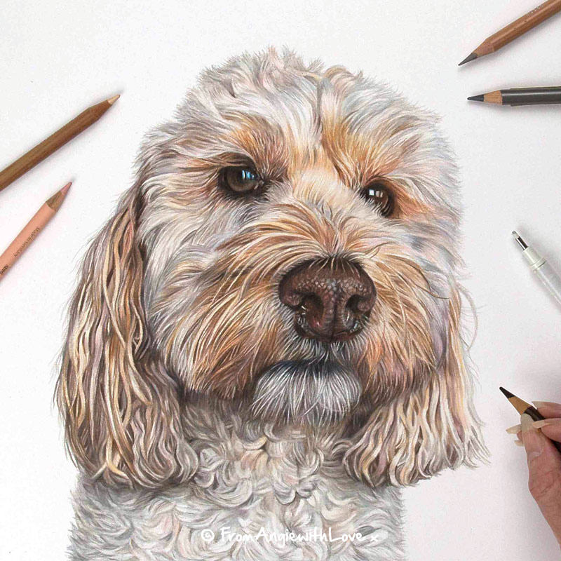 Tilly - Coloured Pencil Cockapoo Portrait by Pet & Wildlife Artist Angie
