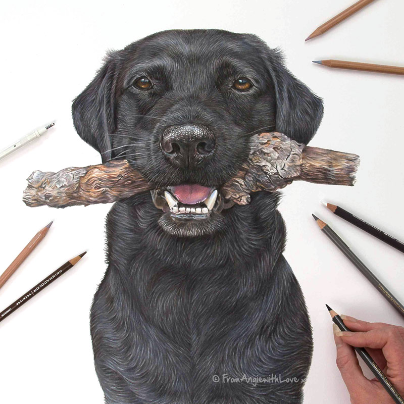 Harvey - Black Labrador with Stick Coloured Pencil Portrait by Pet and Wildlife Artist Angie