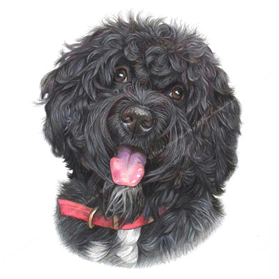 Pepper - Portuguese Water Dog portrait by pet & wildlife artist Angie