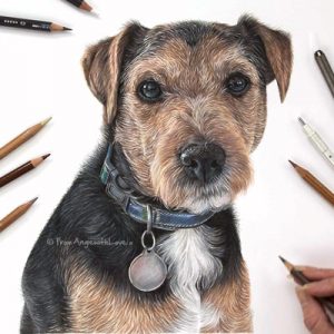 Baxter - Coloured Pencil Terrier Portrait by Pet & Wildlife Artist Angie.