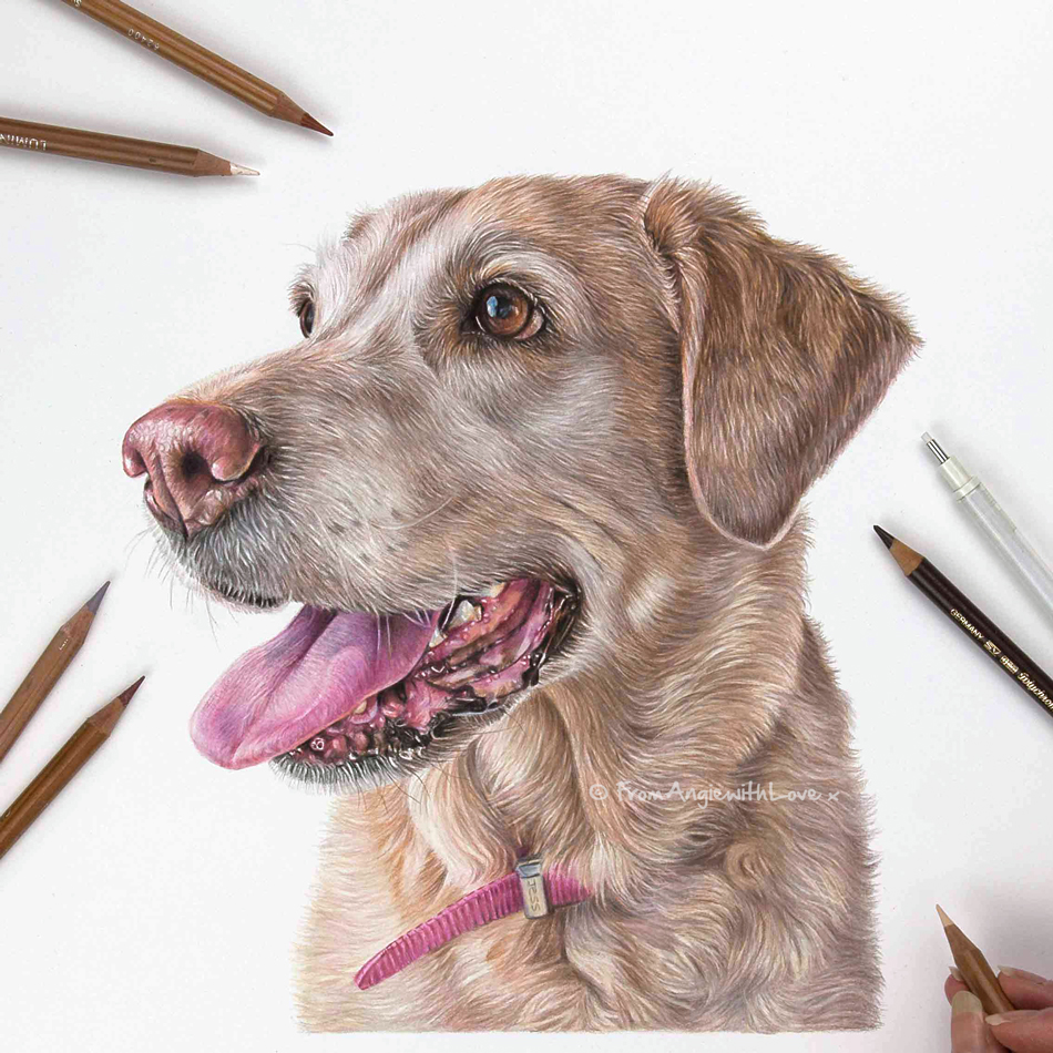 Jess - Labrador Retriever Portrait by Pet & Wildlife Artist Angie x