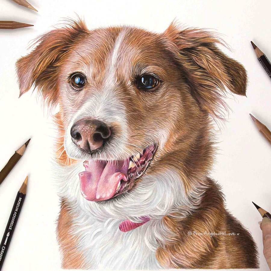 Meg - Coloured Pencil Dog Portrait by Pet & Wildlife Artist Angie x