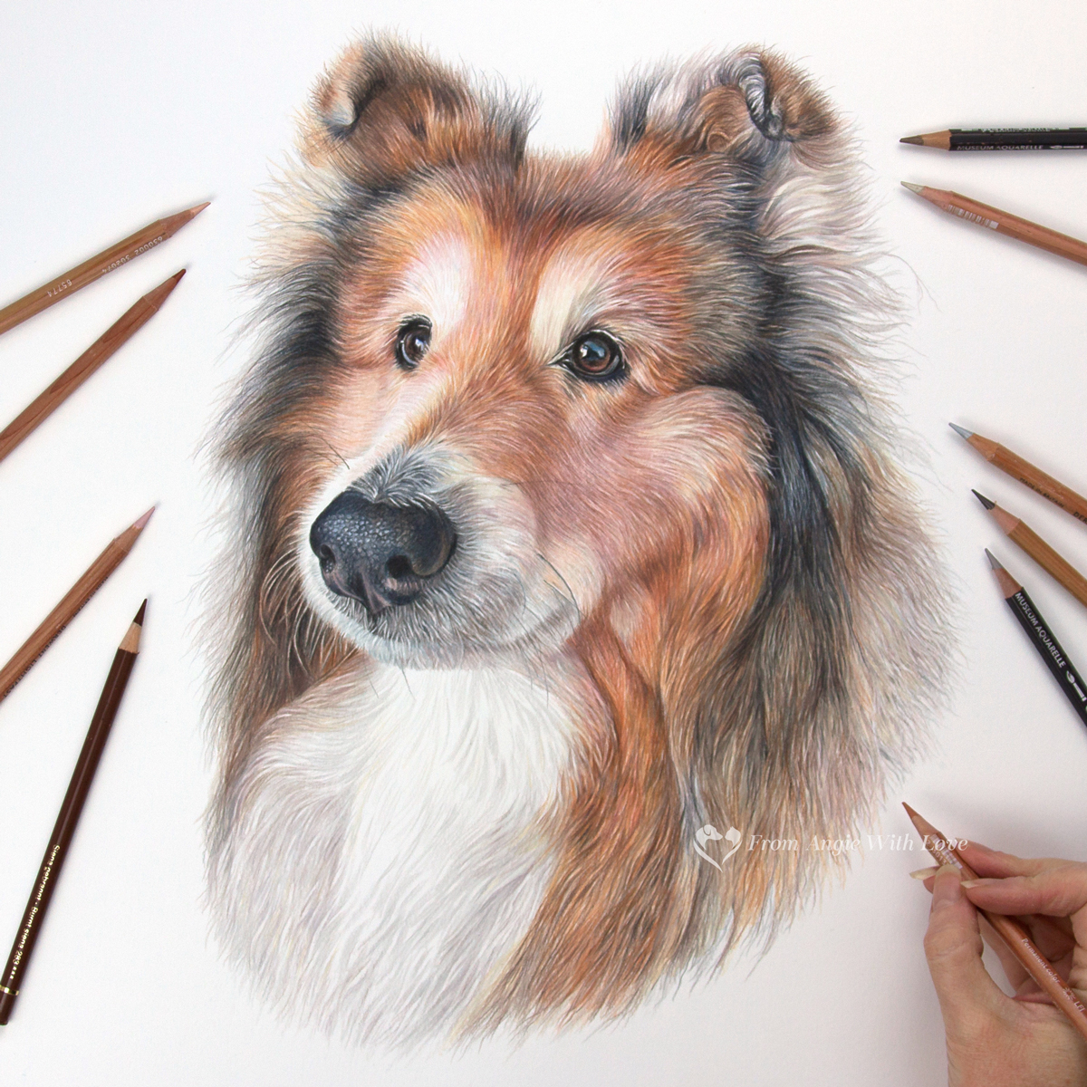 Abbie - coloured pencil Rough Collie portrait by pet & wildlife artist Angie