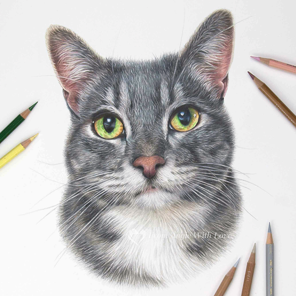 Belle - coloured pencil cat portrait by pet & wildlife artist Angie