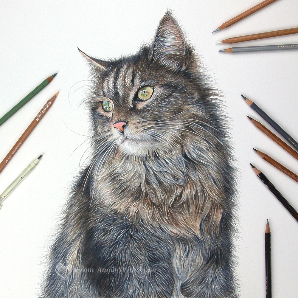 Charlie - coloured pencil cat portrait by pet & wildlife artist Angie