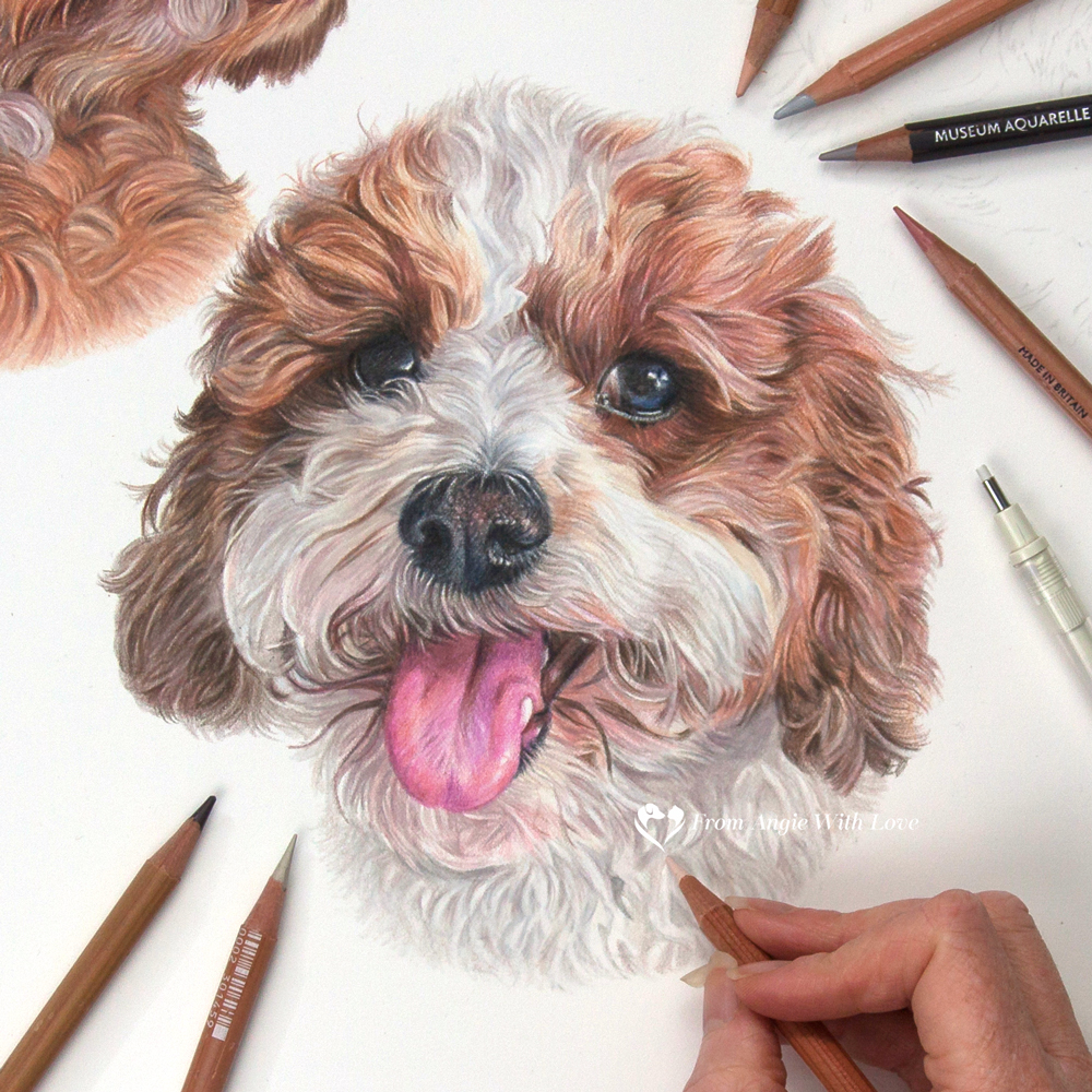 Fraggle - coloured pencil Cavapoochon portrait by pet & wildlife artist Angie