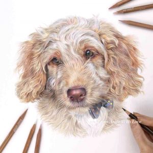 Fudge - coloured pencil Cockapoo portrait by pet & wildlife artist Angie