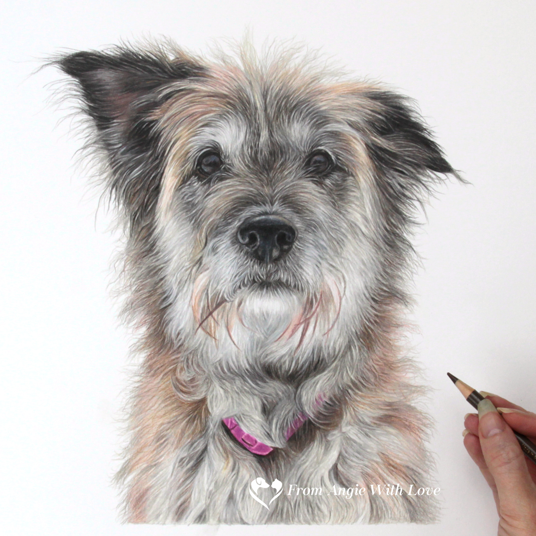 Indie - coloured pencil dog portrait by pet & wildlife artist Angie