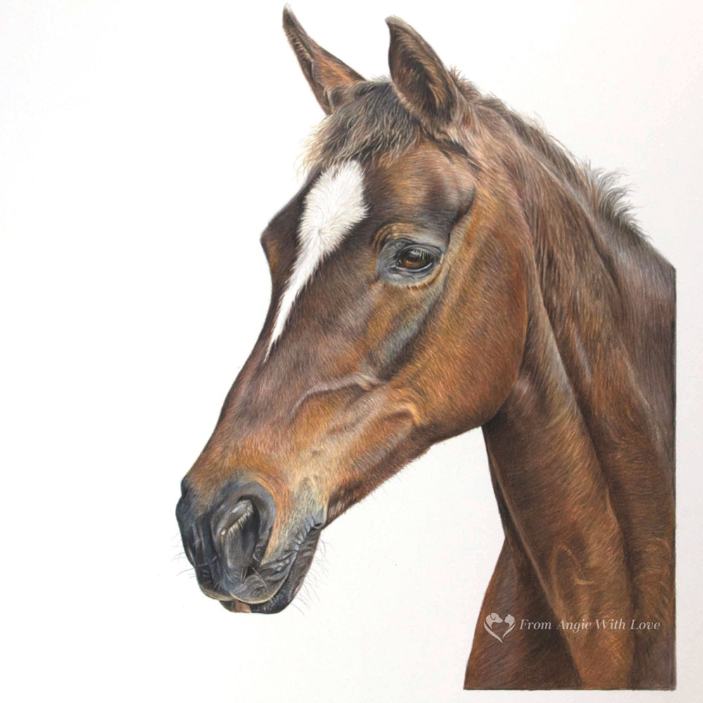 Absolutely Fabulous - coloured pencil horse portrait by pet & wildlife artist Angie