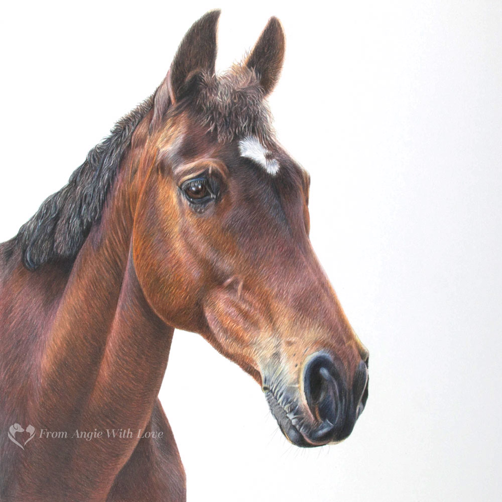 Thomas - coloured pencil horse portrait by pet & wildlife artist Angie