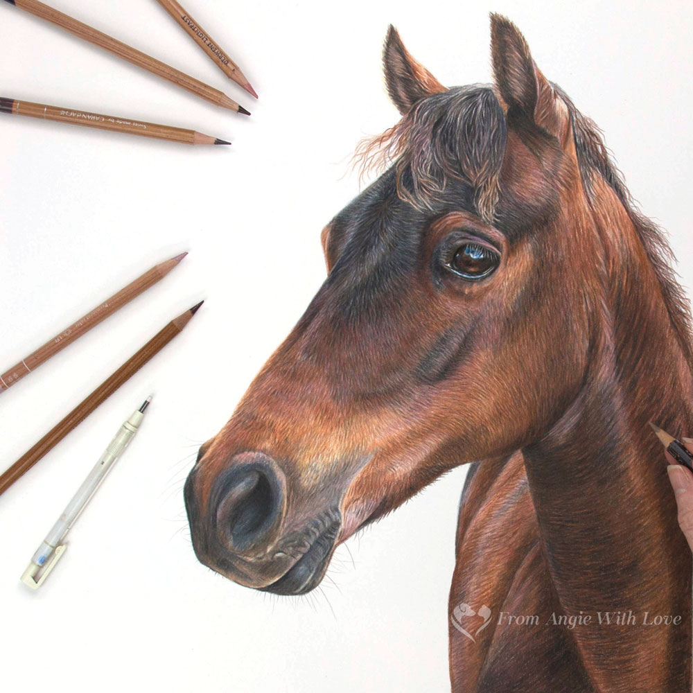 Sprouty - coloured pencil horse portrait by pet & wildlife artist Angie