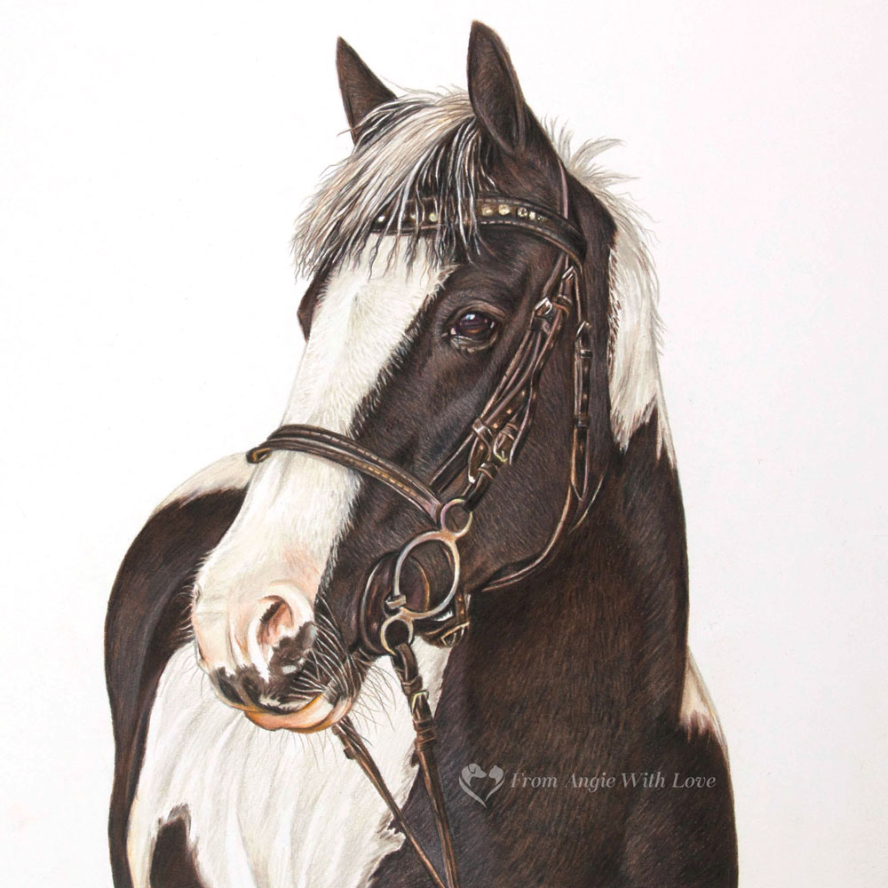 Gem - Coloured Pencil Horse Portrait by Pet & Wildlife Artist Angie