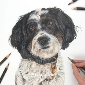 Ellie - Coloured Pencil Dog Portrait by Pet & Wildlife Artist Angie