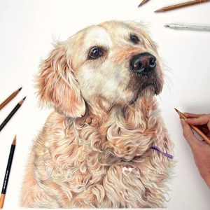 Lucy - Labrador Retriever Portrait by pet & wildlife artist Angie