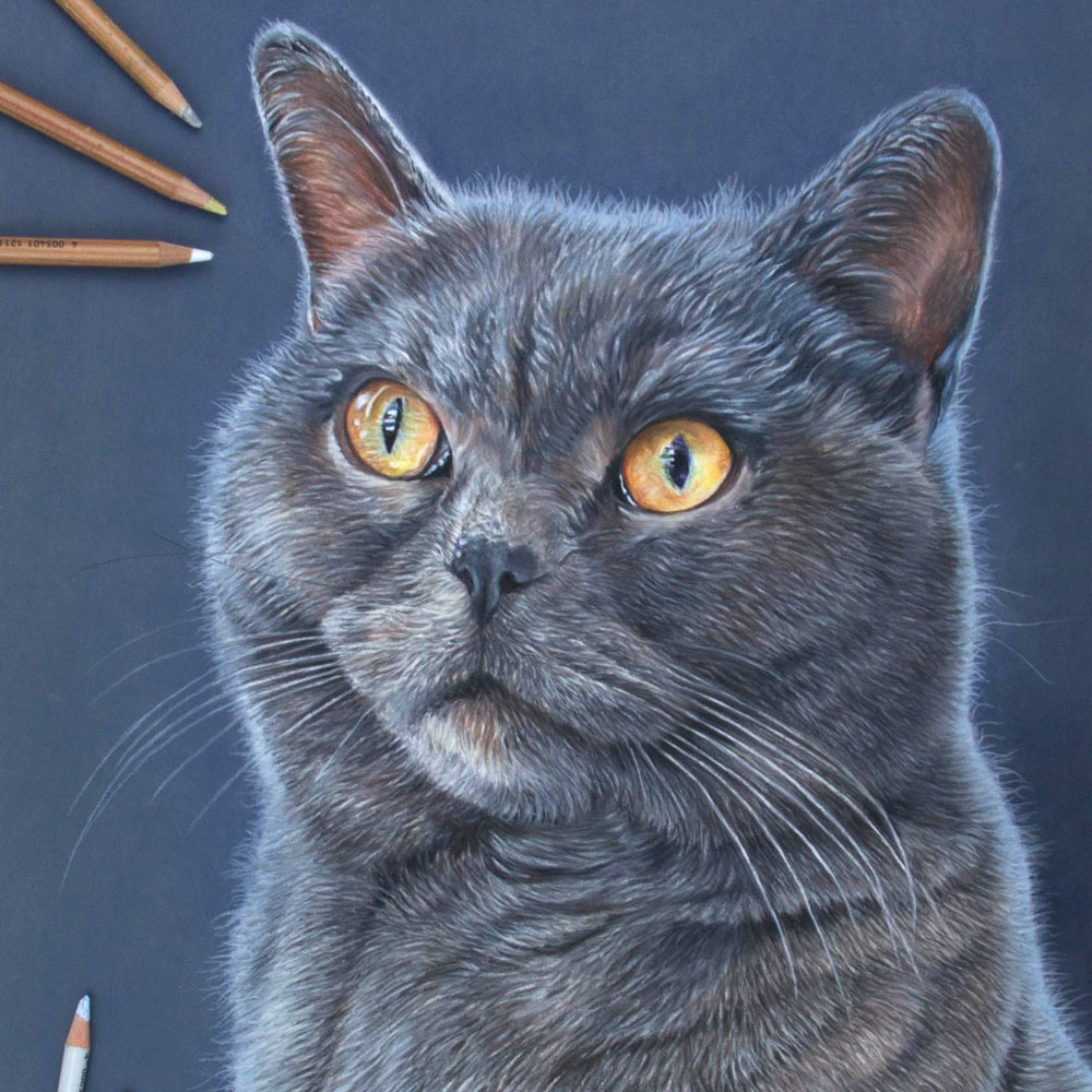 Maisie - British Shorthaired Blue Cat Portrait by Pencil Artist Angie