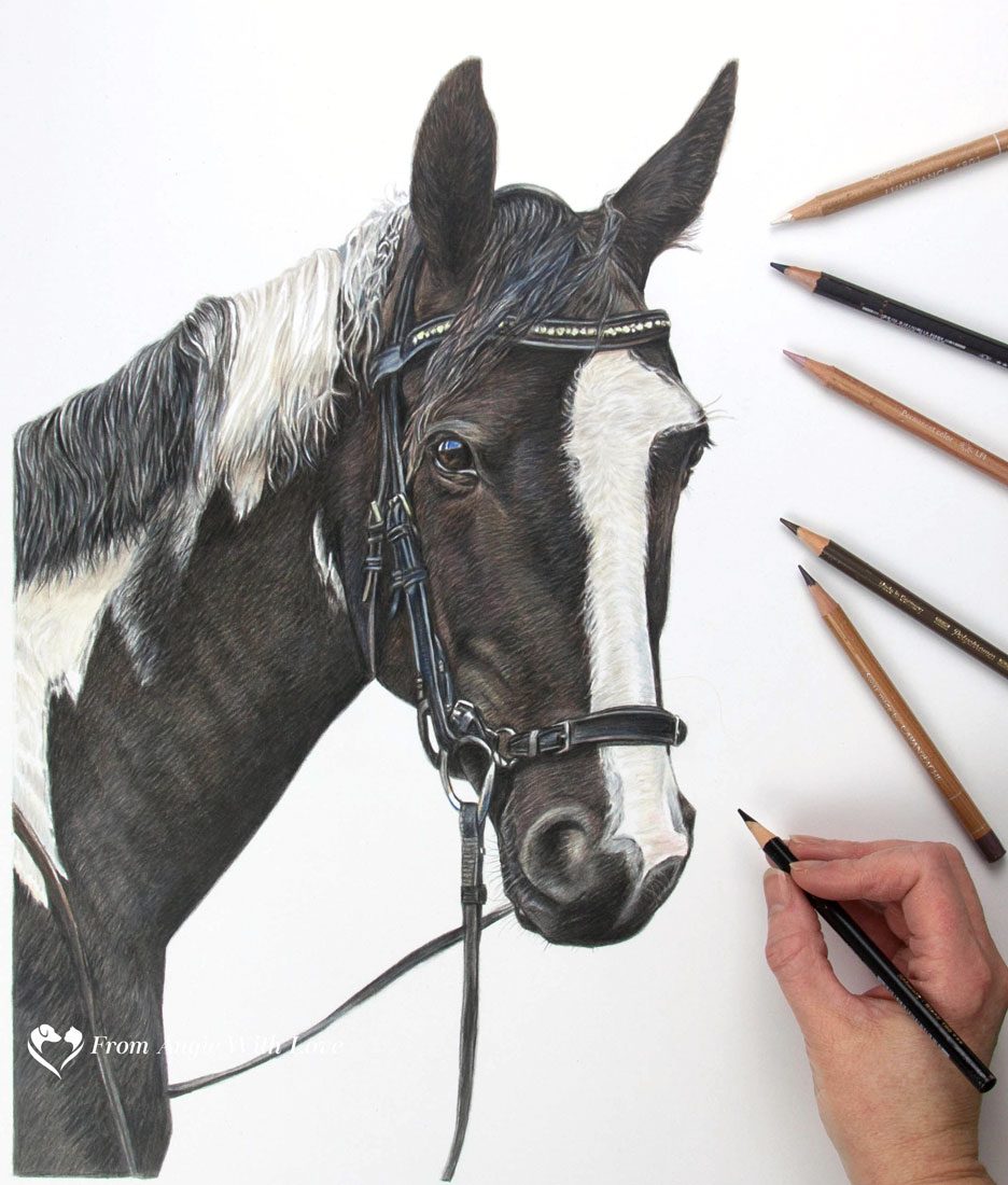 Melody - Coloured Pencil Horse Portrait by Pet & Wildlife Artist Angie